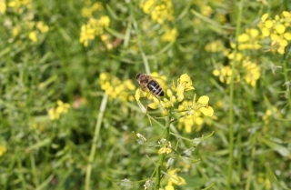 Honigbiene auf Senfpflanze